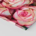 Obraz na płótnie 70x70 - Różany urok - kwiaty, róże