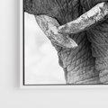 Obraz w ramie 80x120 - Spotkanie Mądrości - fotografia czarno biała, dwa słonie - rama biała