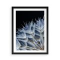 Plakat w ramie 50x70 - Makro piękno dmuchawców - makro, dmuchawce - rama czarna