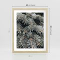 Plakat w ramie 40x50 - Zima na Gałęziach - sosnowe gałęzie, igły - rama drewno