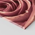 Obraz na płótnie 80x80 - Romantyczna Róż - róża, kwiat