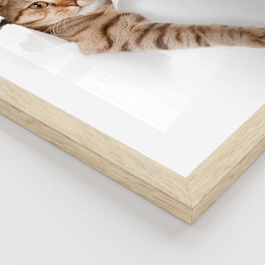 Plakat w ramie 30x40 - Kot w Dziurze - kot, dziura - rama drewno