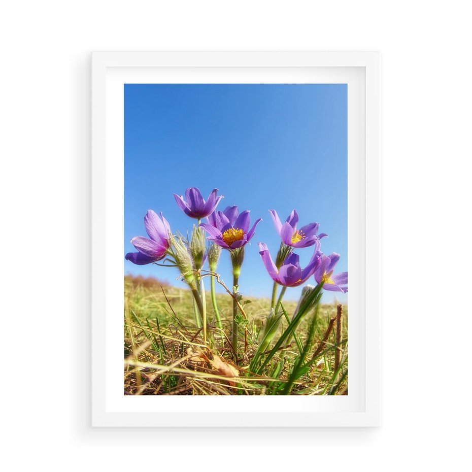 Plakat w ramie 50x70 - Kwiatowa siła łąki - kwiaty, łąka - rama biała