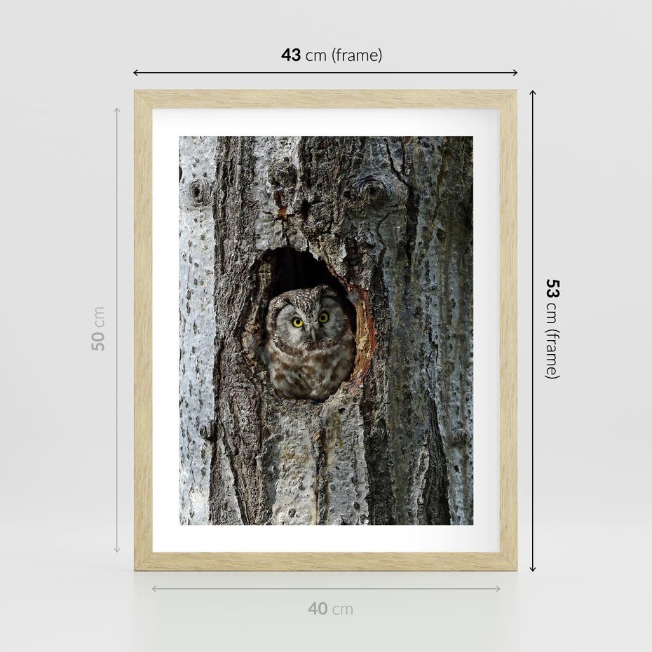 Plakat w ramie 40x50 - Tajemniczy W świecie Nocy - sowa, dziupla - rama drewno