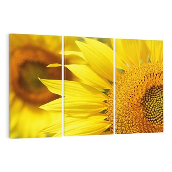 Obraz na płótnie 120x80 - Słoneczniki: Promień nadziei - słoneczniki, kwiaty