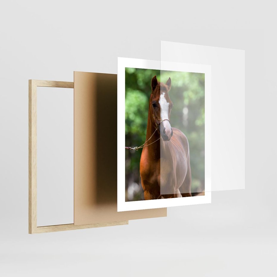 Plakat w ramie 40x50 - Portret Szlachetnego Konia - koń, portret - rama drewno