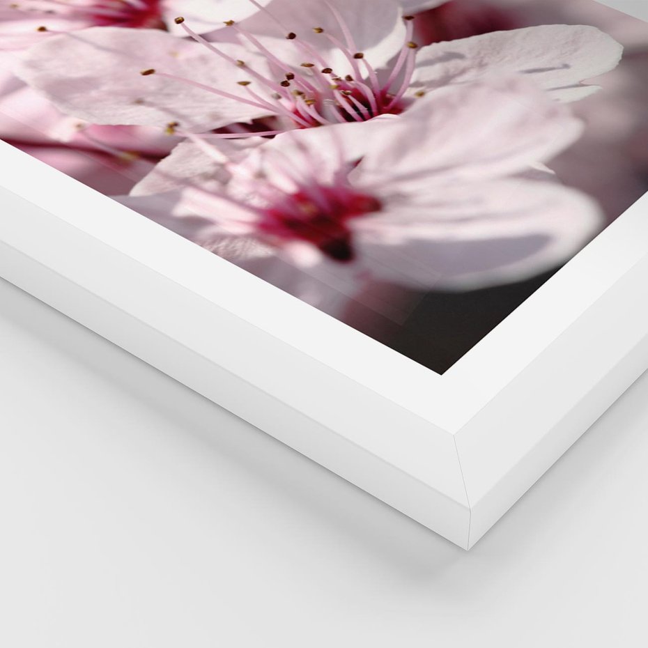 Plakat w ramie 30x40 - Kwitnąca Wiśnia - kwiaty, kwitnąca - rama biała