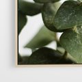Obraz w ramie 70x50 - Zielone eukaliptusy - eukaliptus, liście - rama drewno
