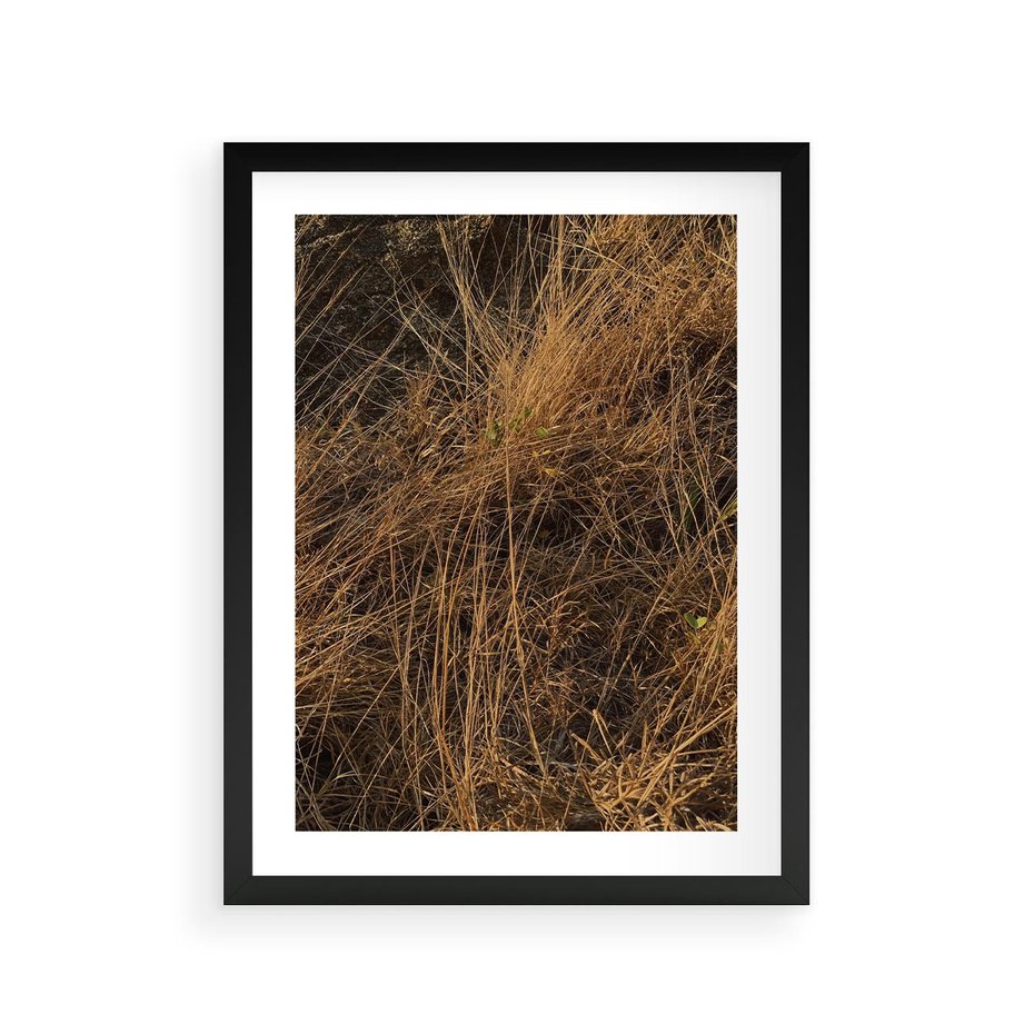 Plakat w ramie 30x40 - Szlachetna Suchość Traw - trawy, suche trawy - rama czarna