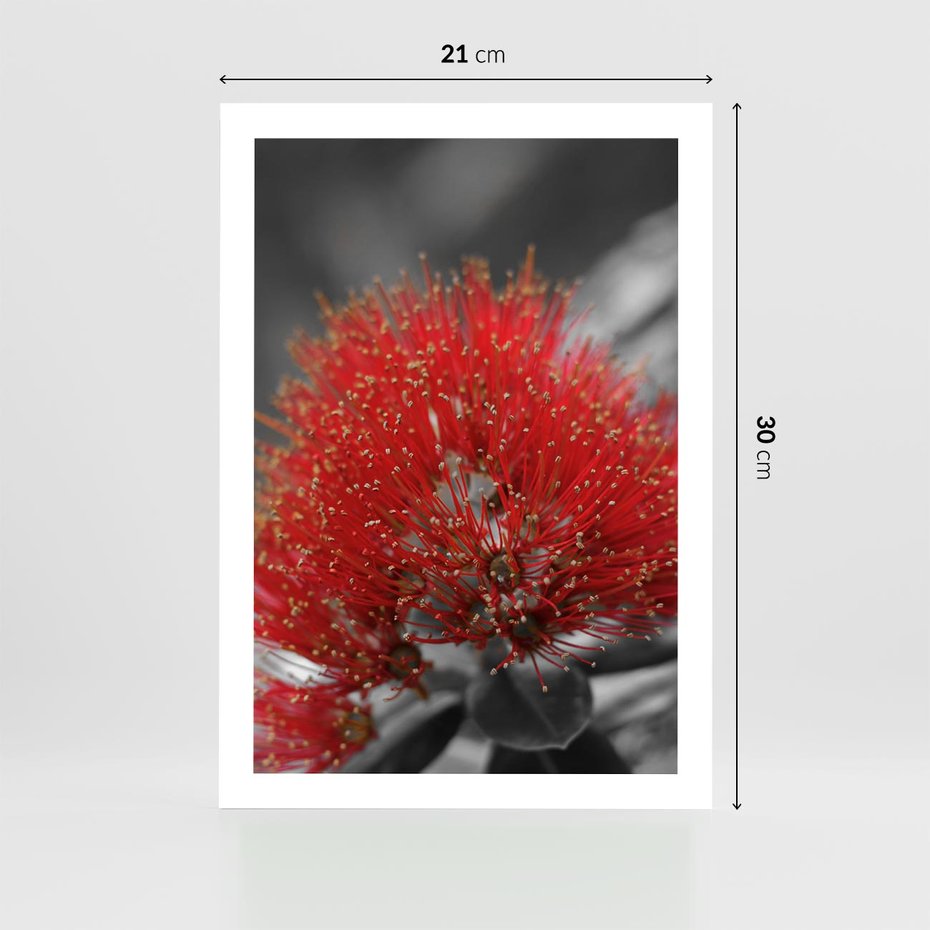 Plakat bez ramy 21x30 - Ukwiał na rafie koralowej - ukwiał, rafa