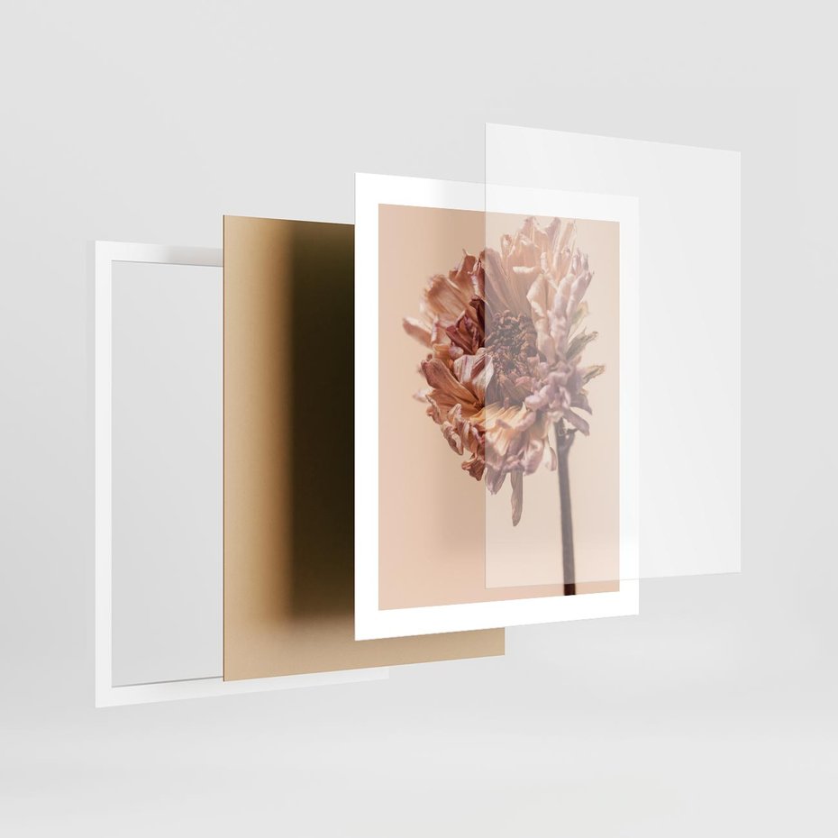 Plakat w ramie 40x50 - Delikatne piękno - suche, kwiaty - rama biała