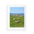 Plakat w ramie 30x40 - Górskie Owce - góry, owce - rama biała