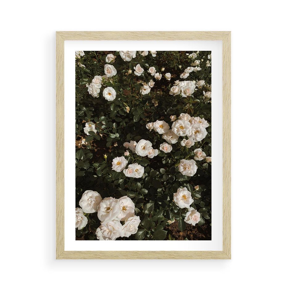 Plakat w ramie 50x70 - Czyste Piękno - białe kwiaty, białe róże - rama drewno