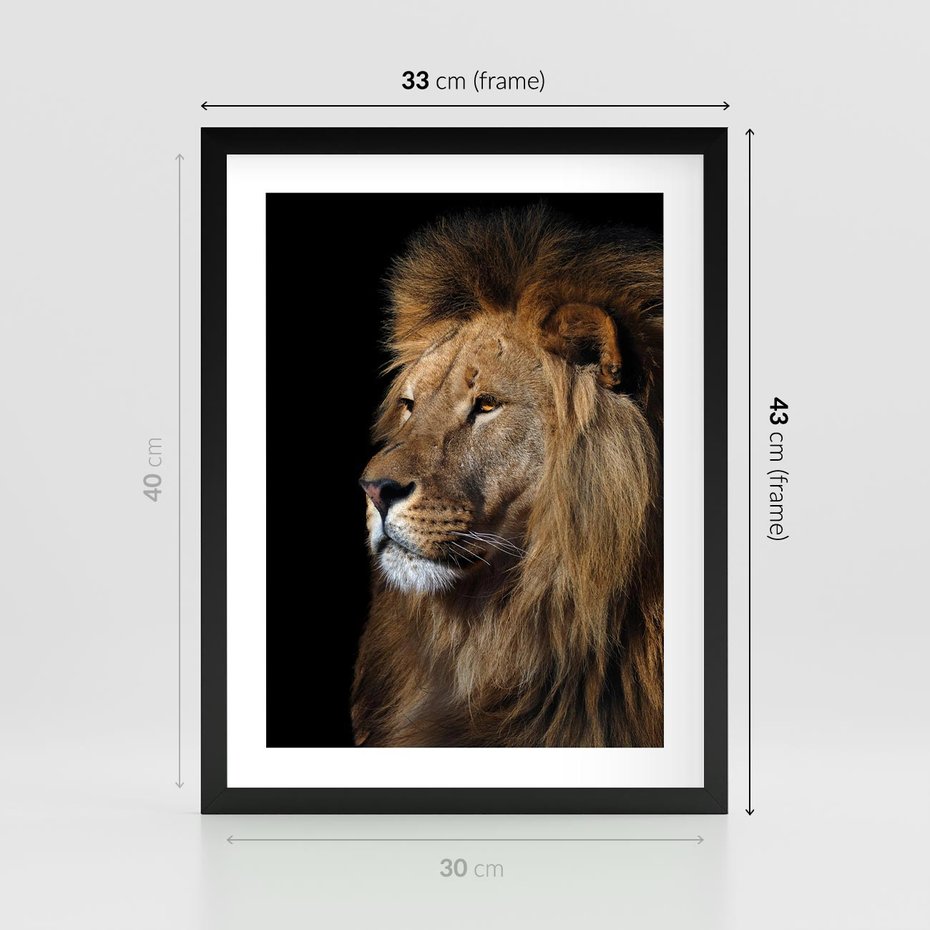 Plakat w ramie 30x40 - Władca Dzikiej Przyrody - lew, król - rama czarna