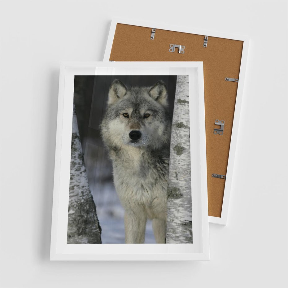 Plakat w ramie 50x70 - Wilk w Zimowym Lesie - wilk, las - rama biała