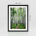 Plakat w ramie 30x40 - Magia lasu pełnego brzóz - las, brzozy - rama czarna