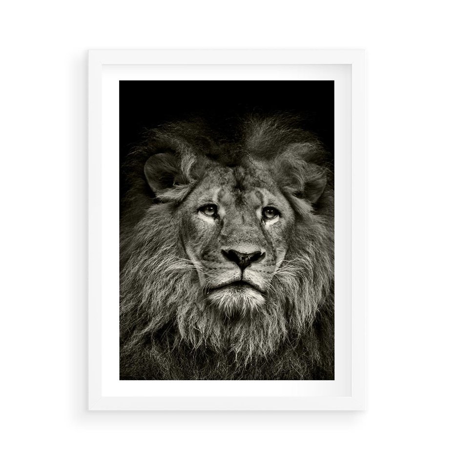 Plakat w ramie 50x70 - Moc lewego spojrzenia - lew, czarno - rama biała