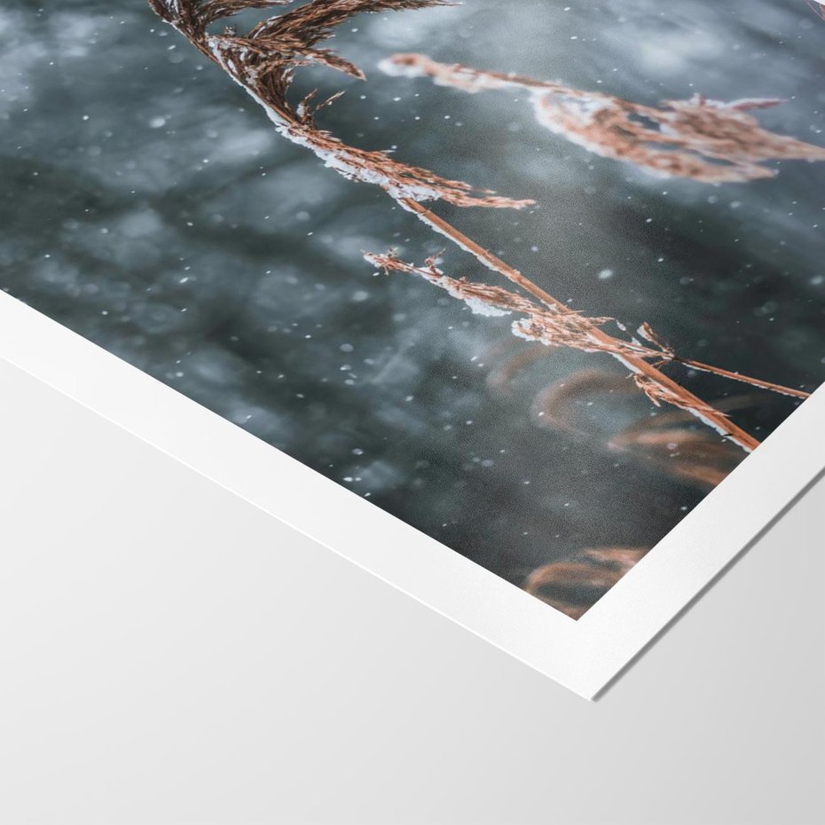 Plakat bez ramy 30x40 - Zima na Łonie Natury - sucha wysoka trawa, w zimie