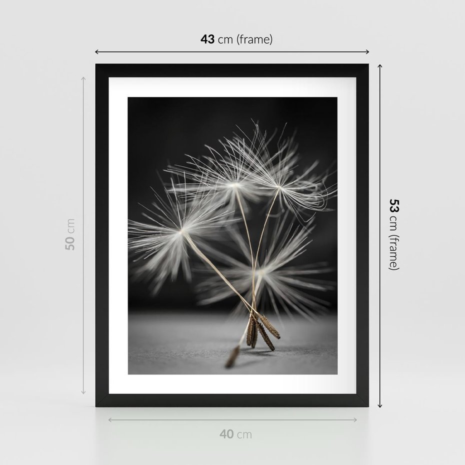 Plakat w ramie 40x50 - Delikatność dmuchawców zbliżenie - dmuchawce, zbliżenie - rama czarna