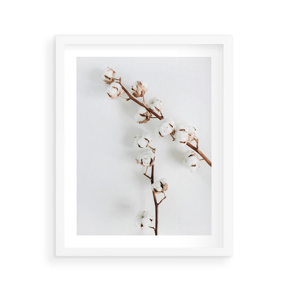 Plakat w ramie 40x50 - Gałęzie Bawełny na Białym Tle - gałęzie bawełny na białym tle, minimalizm - rama biała