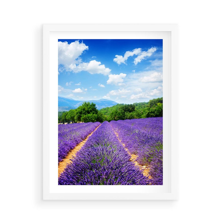 Plakat w ramie 50x70 - Prowansalska Lawenda - lawenda, prowansja - rama biała