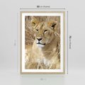 Plakat w ramie 50x70 - Potęga lwów w Afryce - lew, lwica - rama drewno