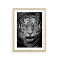 Plakat w ramie 30x40 - Tygrys Czarno-Biały: Siła i Delikatność - tygrys, czarno - rama drewno