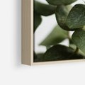 Obraz w ramie 70x50 - Zielone eukaliptusy - eukaliptus, liście - rama drewno