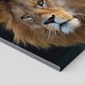 Obraz na płótnie 70x70 - Lew - Król Zwierząt - lew, zwierzęta