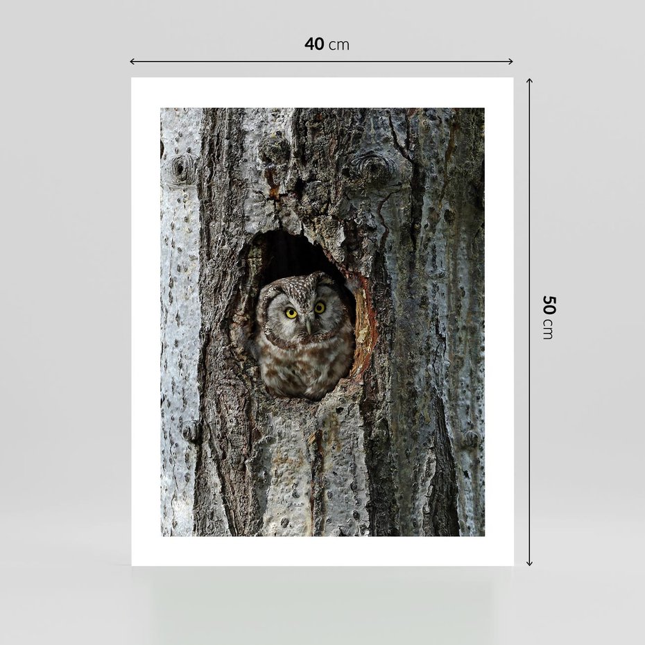 Plakat bez ramy 40x50 - Tajemniczy W świecie Nocy - sowa, dziupla