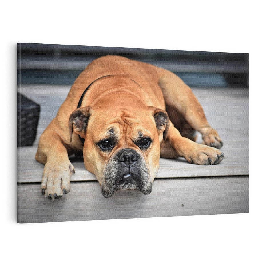 Obraz na płótnie 100x70 - Wernisaż piesek i zwierzaki - pies, piesek