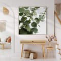 Obraz w ramie 50x50 - Zielone eukaliptusy - eukaliptus, liście - rama drewno