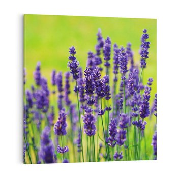 Obraz na płótnie 30x30 - Lawenda w naturze - lawenda, kwiaty