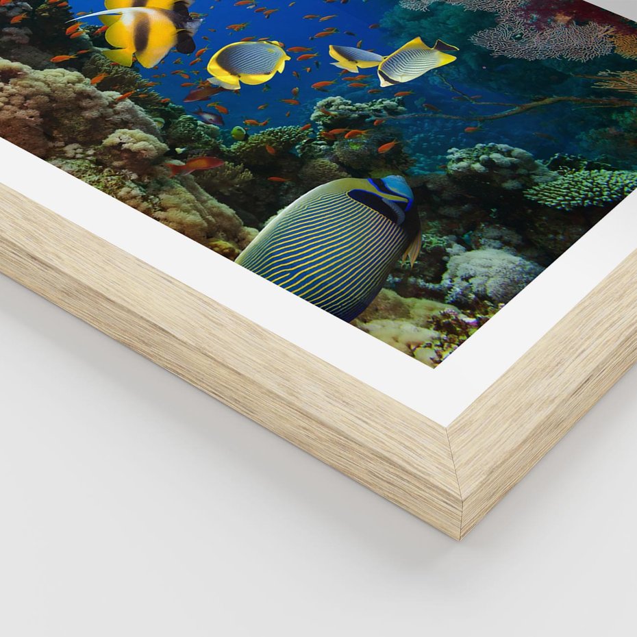 Plakat w ramie 50x70 - Podwodne królestwo rafy koralowej - rafa, koralowa - rama drewno