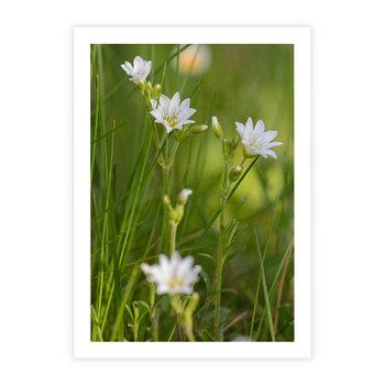 Plakat bez ramy 21x30 - Kolorowa łąka - stokrotki, łąka