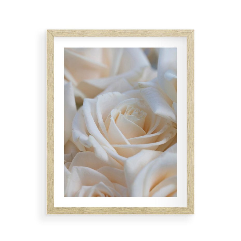 Plakat w ramie 40x50 - Białe róże piękności - białe, róże - rama drewno