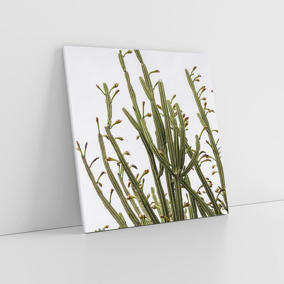 Obraz na płótnie 30x30 - Ekskluzywna Roślinność - kaktusy, liście