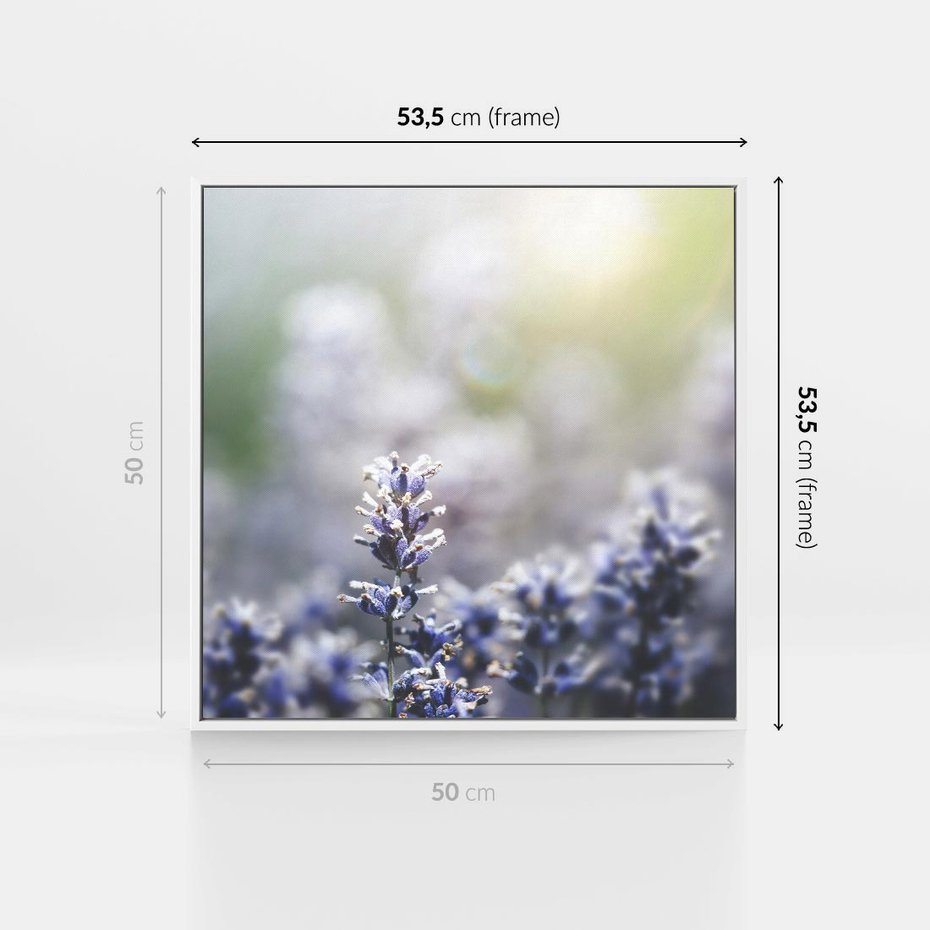 Obraz w ramie 50x50 - Delikatna Uroda Natury - wrzosy, fiolet - rama biała