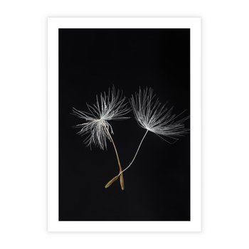 Plakat bez ramy 40x50 - Delikatność Wiatru - dmuchawce, makro