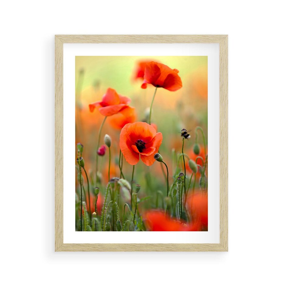 Plakat w ramie 40x50 - Makowa Pasja - maki, kwiaty - rama drewno