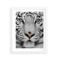 Plakat w ramie 40x50 - Magia Białego Tygrysa - biały, tygrys - rama biała