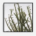 Obraz w ramie 50x50 - Ekskluzywna Roślinność - kaktusy, liście - rama czarna