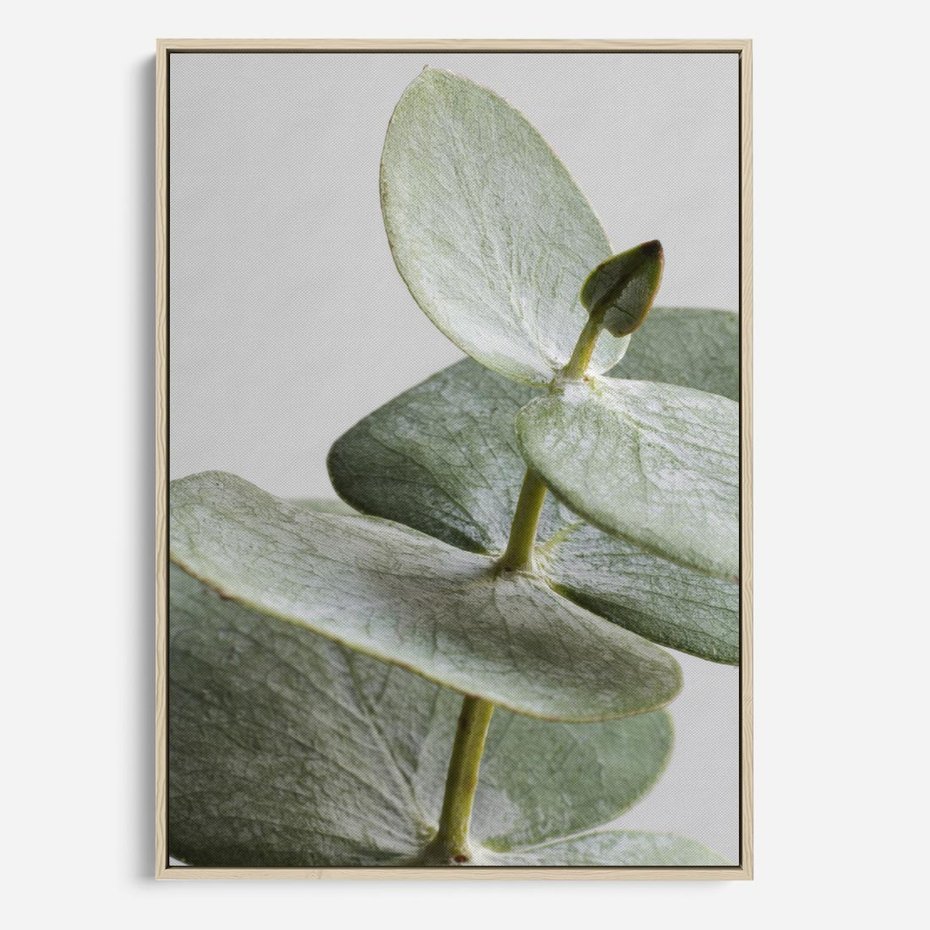 Obraz w ramie 50x70 - Eukaliptusowa zieleń - eukaliptus, zielone - rama drewno
