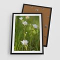 Plakat w ramie 50x70 - Kolorowa łąka - stokrotki, łąka - rama czarna