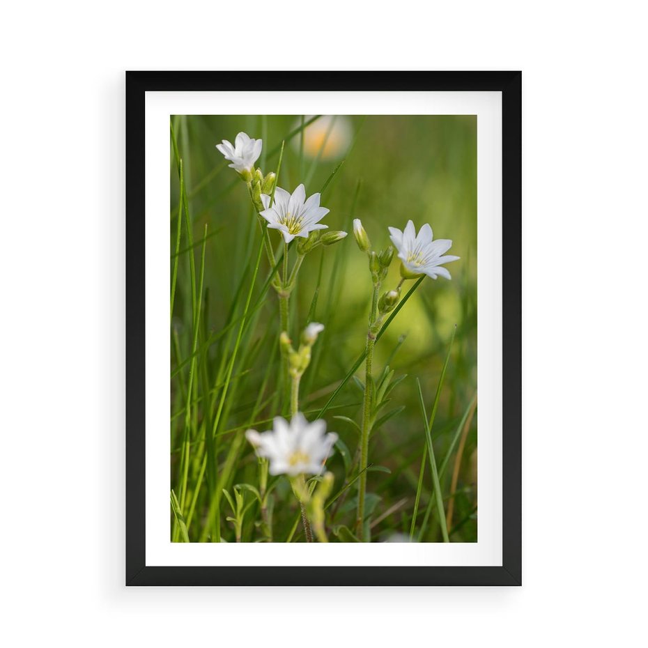 Plakat w ramie 50x70 - Kolorowa łąka - stokrotki, łąka - rama czarna