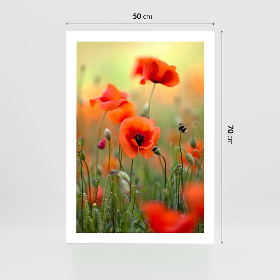 Plakat bez ramy 50x70 - Makowa Pasja - maki, kwiaty