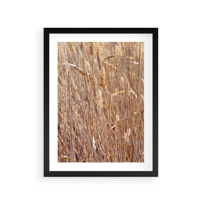 Plakat w ramie 30x40 - Mistrzowskie suche trawy - suche, trawy - rama czarna