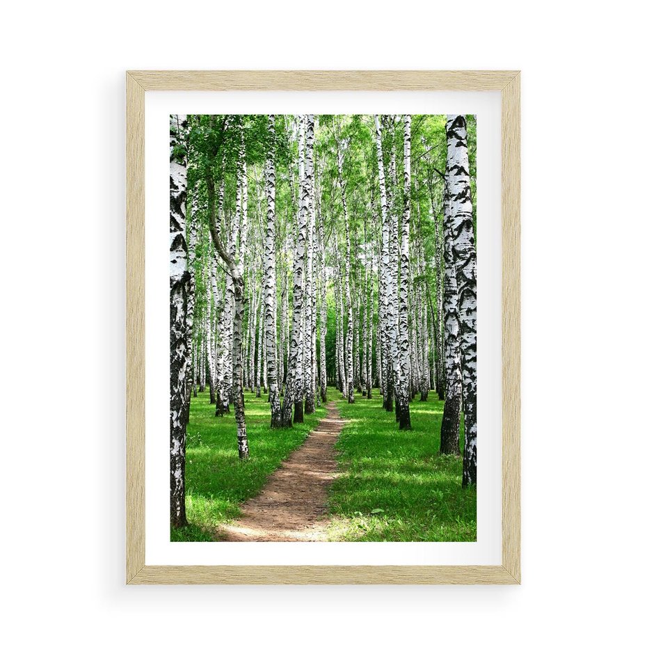 Plakat w ramie 50x70 - Bajkowy las pełen brzóz - las, brzozy - rama drewno