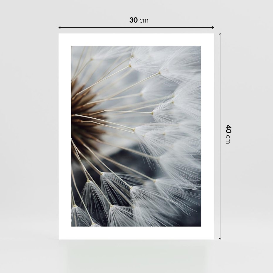 Plakat bez ramy 30x40 - Dmuchawce w Naturze - dmuchawiec, zbliżenie