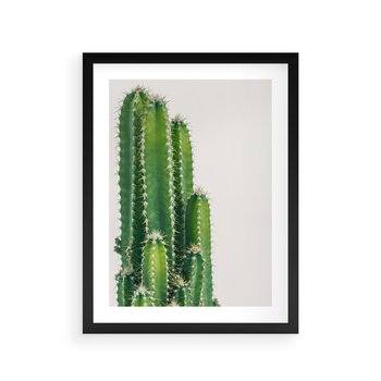 Plakat w ramie 40x50 - Minimalistyczne Kaktusy na Białym Tle - kaktusy, minimalistyczna fotografia - rama czarna